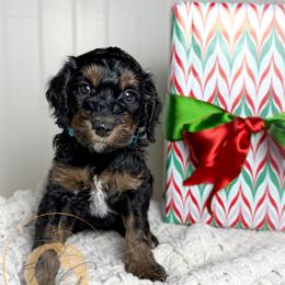 Mrs. Peacock (blue collar female) - Phantom female Goldendoodle puppy in Murrieta, California from Apricot Poodles & Goldendoodles, LLC