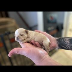 Brussels Griffon Puppies from Shelly's Brussels Griffons