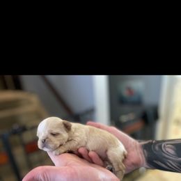 Brussels Griffon Puppies from Shelly's Brussels Griffons