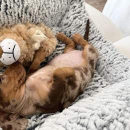 Dachshund All Grown Up from Holiday’s Darling Miniature Dachshunds