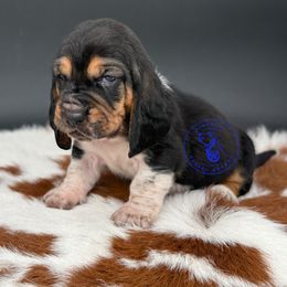 Luke Skywalker - Black white and brown male Basset Hound puppy in Konawa, Oklahoma from Circle H Basset Hounds