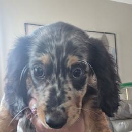 Dapple girl - Dapple female Dachshund puppy in Marietta, Ohio from Harlee's Dachshunds