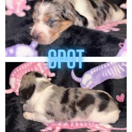 Spot - Cream male Dachshund puppy in Saint Paul, Minnesota from Vibrant Eyes Doxies