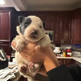 Mostly white girl - Black and white female Border Collie puppy in Jackson, New Jersey from NJ Bees BC