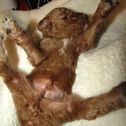 Goldendoodle and Poodle Puppies from David & Patricia Elliott