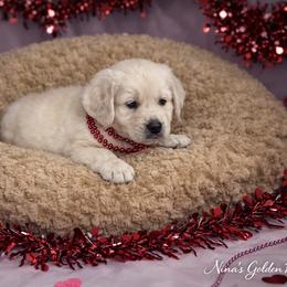 Sirius - B3 - Light golden male Golden Retriever puppy in Holly, Michigan from Nina's Golden hour
