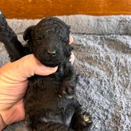 Ella - Silver female Poodle puppy in Florence County, South Carolina from Modern Family Standards