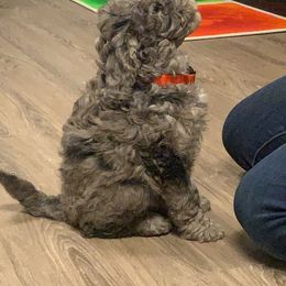 Australian Shepherd, Poodle, and Aussiedoodle Puppies from Sprout Creek Farms