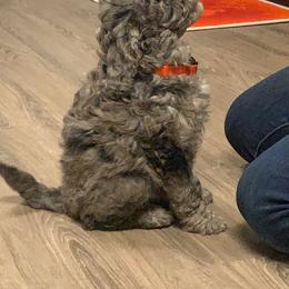 Australian Shepherd, Poodle, and Aussiedoodle Puppies from Sprout Creek Farms