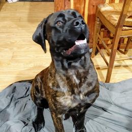 Mia - Mastiff