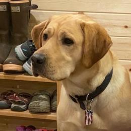 Labrador Retrievers from Steele's Lone Oak Labradors