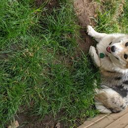 Echo - Pembroke Welsh Corgi