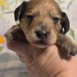 Boy 1 - Cream male Dachshund puppy in Romney, Indiana from Brown's Valley Dachshunds