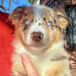 Lux - Red merle female Australian Shepherd puppy in Tucson, Arizona from TTTNT Aussies