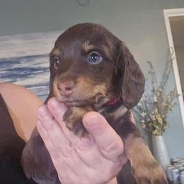 Slider - Chocolate and tan male Dachshund puppy in Willcox, Arizona from Tootsie's Tiny Toes