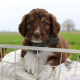Comet - White and gold male Bordoodle puppy in Ashland, Ohio from Cherry Blossom Doodles