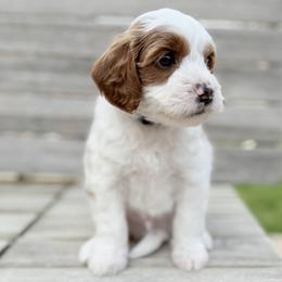 Richie - Parti male Goldendoodle puppy in Twin Falls, Idaho from Magic Valley Family Doodles