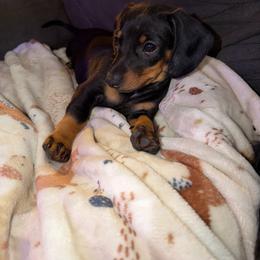 Tiny Tim - Black and tan male Dachshund puppy in Owensboro, Kentucky from Neens Weens Kennels