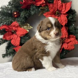 Honeybee - Red tri-color male Australian Shepherd puppy in Touchet, Washington from Northwest Rainbow Aussies and Golden Retrievers