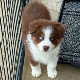Uncle Dan - Red tri male Miniature Australian Shepherd puppy in Midway, Texas from L Bar W Aussie Ranch