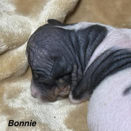 Bonnie - White and black female American Hairless Terrier puppy in Buckingham, Illinois from Gaus Hof