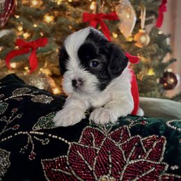 Alfie - Black and white male Cavatzu puppy in Turlock, California from Charming Woofs