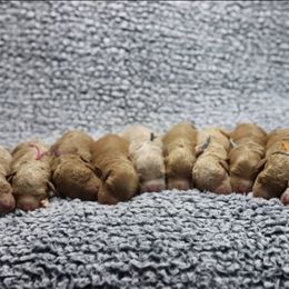 Cavapoo and Goldendoodle Puppies from Hearts Full of Puppies