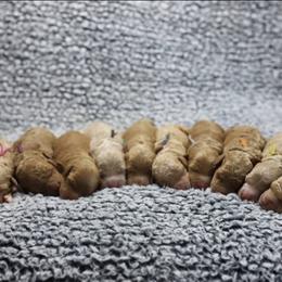 Cavapoo and Goldendoodle Puppies from Hearts Full of Puppies