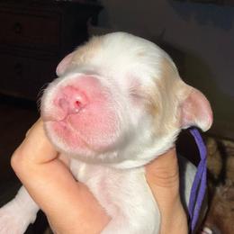 Purple Collar - Parti female Goldendoodle puppy in Winchester, Tennessee from Mahaffey’s Doodles