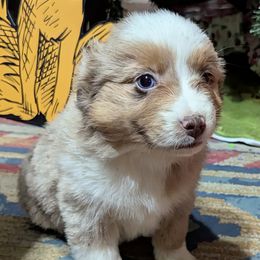 Benson - Red merle female Miniature Australian Shepherd puppy in Frankfort, Indiana from Haleys Farm