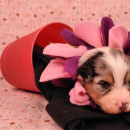 Australian Shepherd Puppies from Dovehawk Australian Shepherds