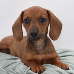 Magnolia AKC - Red female Dachshund puppy in Coweta, Oklahoma from Sunnyside Dachshunds