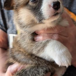 Girl 3 - Green Collar - Sable female Pembroke Welsh Corgi puppy in Alexandria, Minnesota from Tammy Gorham Corgis