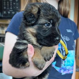 Miss Yellow - Black and red female German Shepherd puppy in Lawton, Michigan from Free Indeed Shepherds