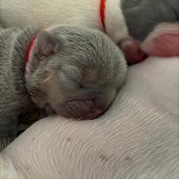 French Bulldog Puppies from Fiddyment Farm Frenchies
