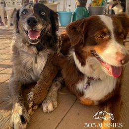 Australian Shepherd puppies from 303 Aussies