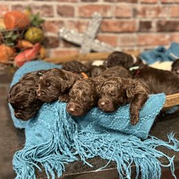 Assorted Doodle Crosses and Newfoundland Puppies from Bluegrass Newfypoos