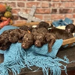 Assorted Doodle Crosses and Newfoundland Puppies from Bluegrass Newfypoos