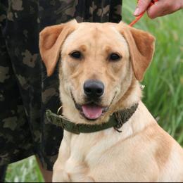 Stella - Labrador Retriever
