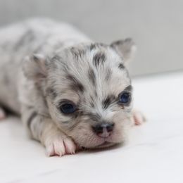 Margo - Merle female Chihuahua puppy in Tulsa, Oklahoma from H-3 Chihuahuas