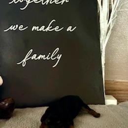 Cavalier King Charles Spaniel Puppies from Killian's Kennels LLC