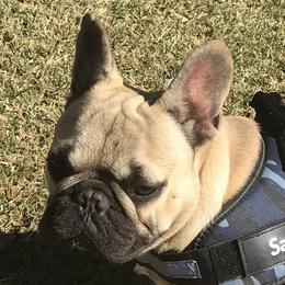 Samson - French Bulldog