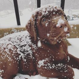 Labrador Retriever Puppies from Silver State Service Dogs, LLC