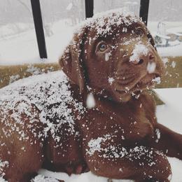 Labrador Retriever Puppies from Silver State Service Dogs, LLC
