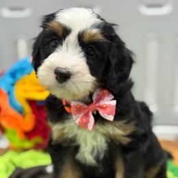 Eve - Tri-color female Bernedoodle puppy in Yuciapa, California from AlltheDoodlez_