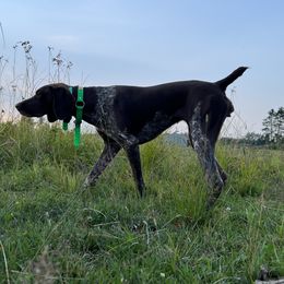 Reveille - German Shorthaired Pointer