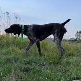 Reveille - German Shorthaired Pointer