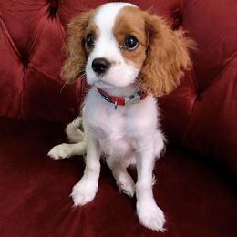 Lily - Cavalier King Charles Spaniel