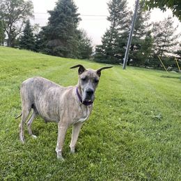 Celeste - Great Dane