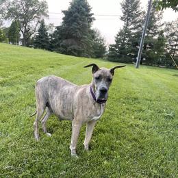 Celeste - Great Dane